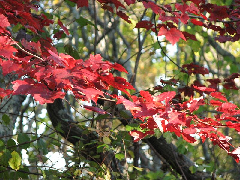 2008-10-11_Tiverton_Trustom 076.jpg